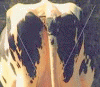 Brugers avatar